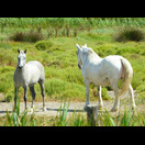 Pferde haben wir in der Camargue auch gesehen, nur keine, die wilder waren als diese beiden